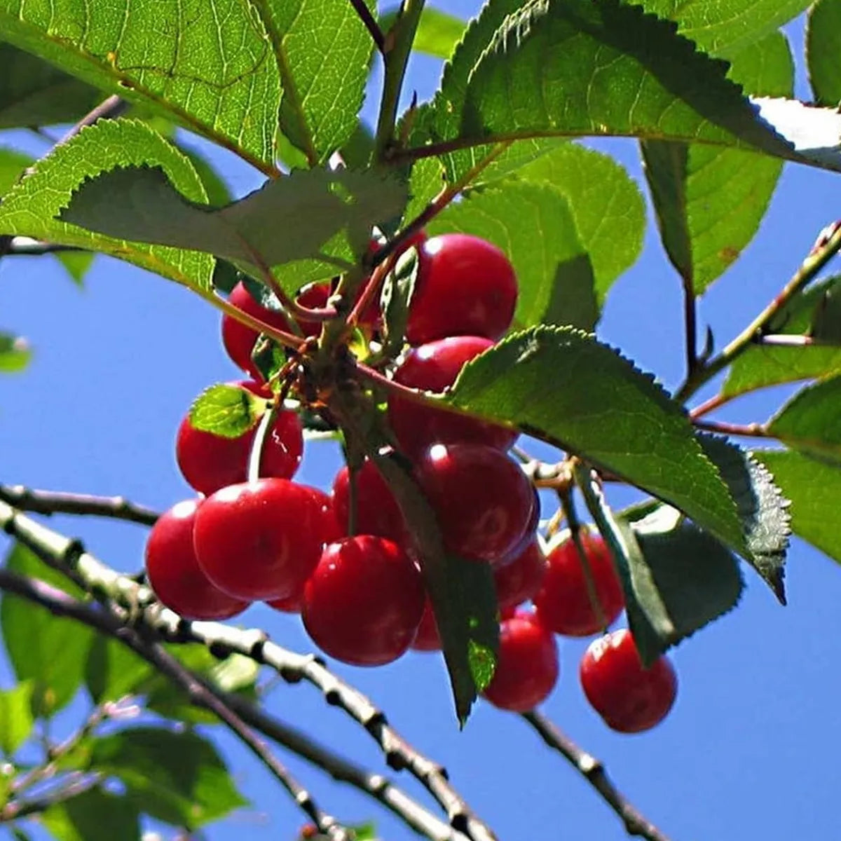 Patio Fruit Tree Collection | Various Fruits | Ideal for Small Gardens  | 2-3ft