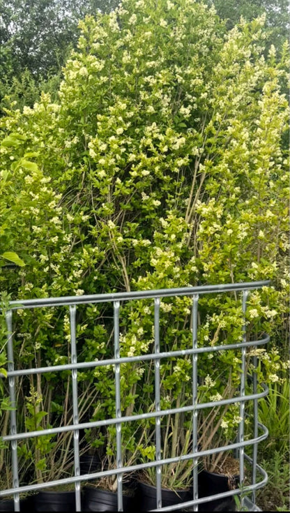 Pallet Deal 6-8ft 180-240cm Green Privet hedging Ligustrum ovalifoium