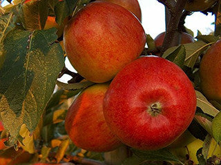 Braeburn' Apple Tree 4-5ft 6L Pot Self-Fertile