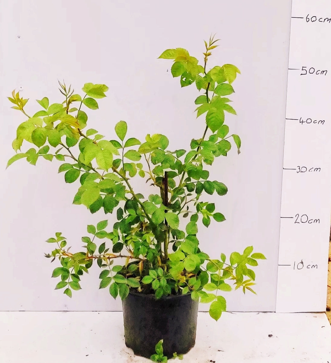 Garden Shrub Pack – 10 mature shrubs in 2-3 litre pots
