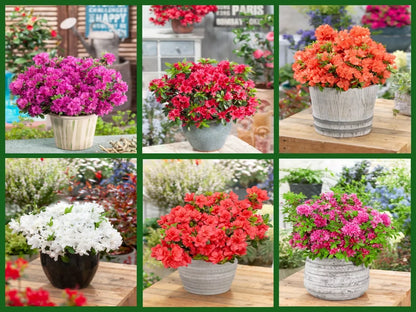 6 X MIXED AZALEAS DWARF JAPANESE SHRUBS COLOURFUL POTTED GARDEN PLANTS IN POT