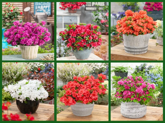 6 X MIXED AZALEAS DWARF JAPANESE SHRUBS COLOURFUL POTTED GARDEN PLANTS IN POT