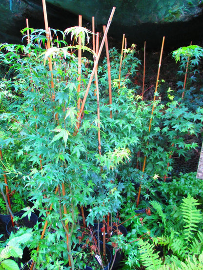 4.5ft-5ft inc. pot Japanese Maple  Acer palmatum, 7litre pot