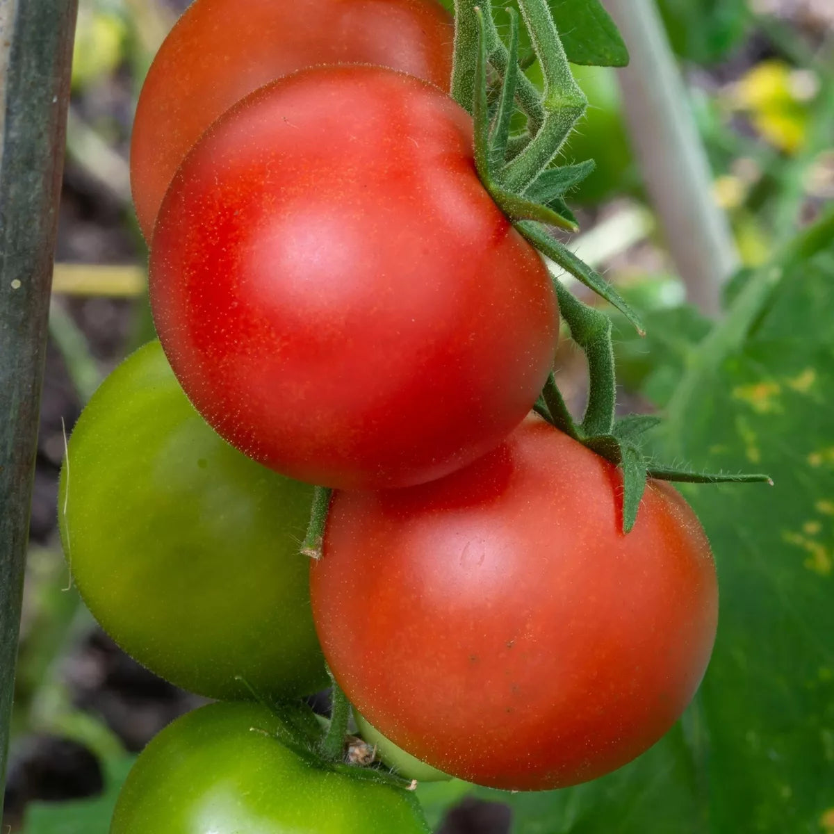 Tomato Plants Shirley F1 in 9cm Pots - Easy to Grow UK Grown Garden Ready Plants
