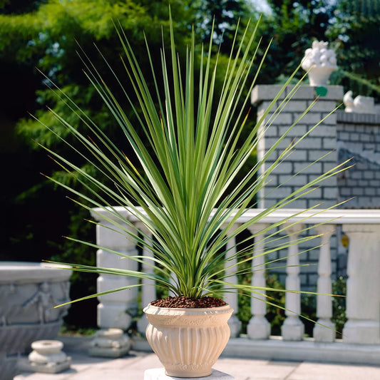 Cordyline Australis Atlantic Green - Cabbage Plant | Evergreen Outdoor Palm 9cm