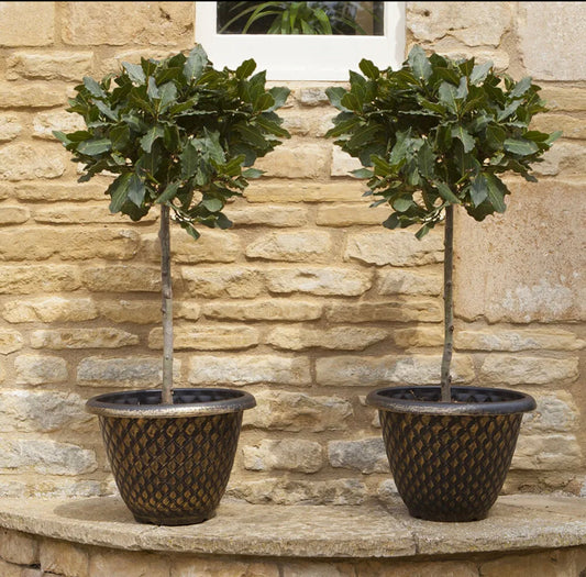 Bay Tree Standard Tree 70-80cm Tall - Edible Herb Tree for Patios and Gardens