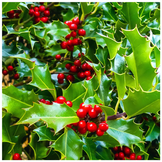 10 x Holly Hedging Shrubs | 2-3ft Tall| 60-80cms | Ilex Aquifolium | Plant | P9