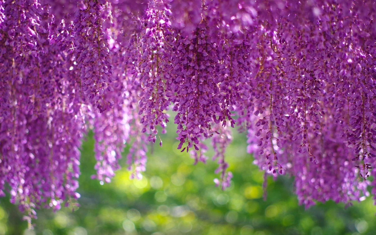 Real Wisteria Climbing Flower - Creeping Garden Plant - Viable Seeds - UK Seller