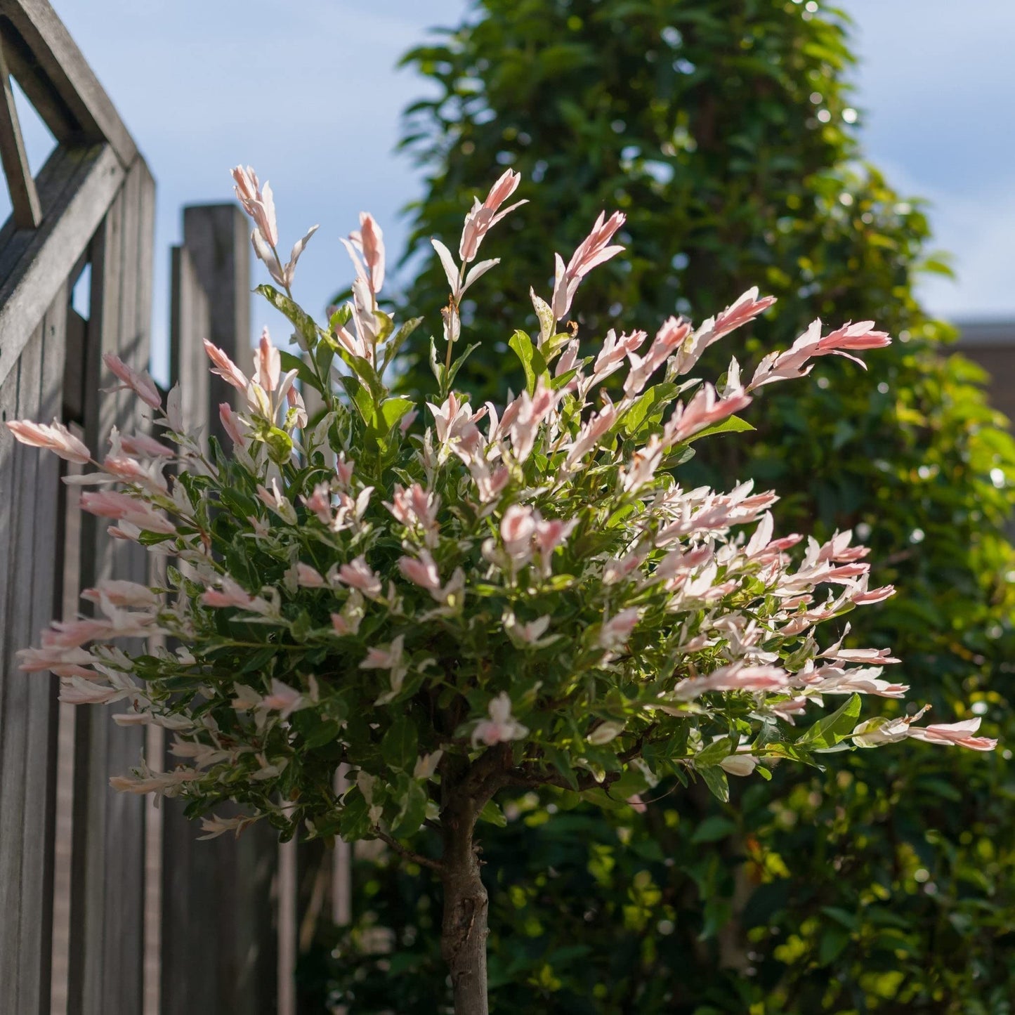 Salix Flamingo Tree | Salix intergra 'Hakuro - Nishiki' | 5L Pot