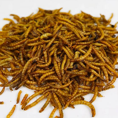 Juicy Dried Mealworms Excellent Wild Bird Food Fish Food & Garden Wildlife