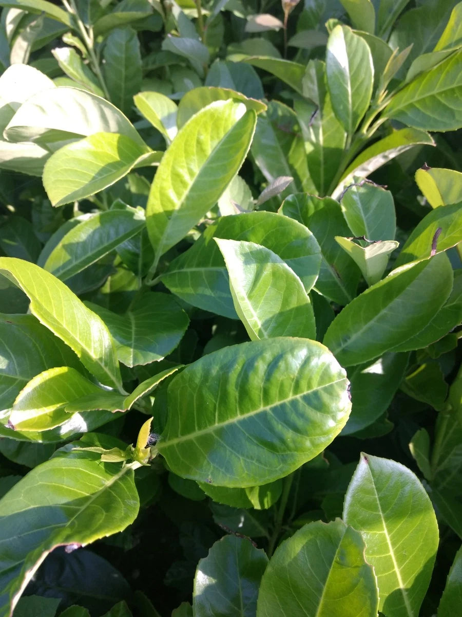 20X CHERRY LAUREL HEDGING PLANTS 80 CM 2 lt POTS EVERGREEN TREES SHRUBS HARDY
