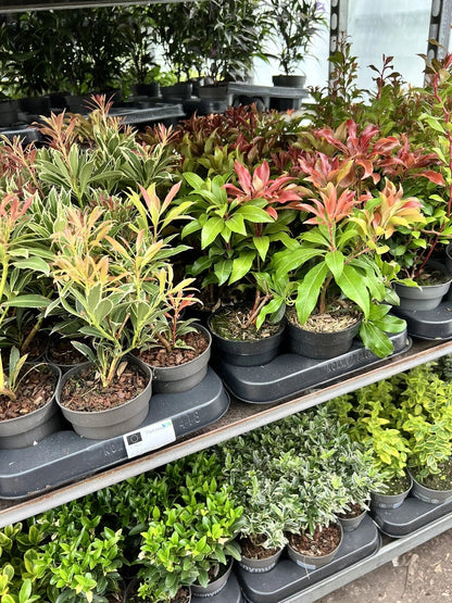 5X MIXED EVERGREEN GARDEN SHRUBS || VERY HEALTHY 9cm POTTED PLANTS , VERY CHEAP