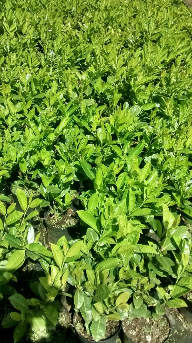 10X CHERRY LAUREL HEDGING PLANTS EVERGREEN TREES SHRUBS HARDY 2LT POTS  3 FOOT