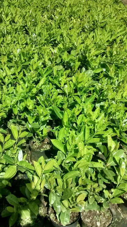 10X CHERRY LAUREL HEDGING PLANTS EVERGREEN TREES SHRUBS HARDY 2LT POTS  3 FOOT