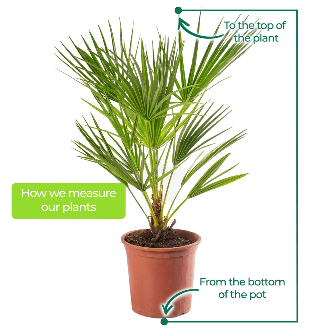 Trachycarpus Fortunei Chusan Fan Palm Exotic Hardy Outdoor Garden Tree Plant