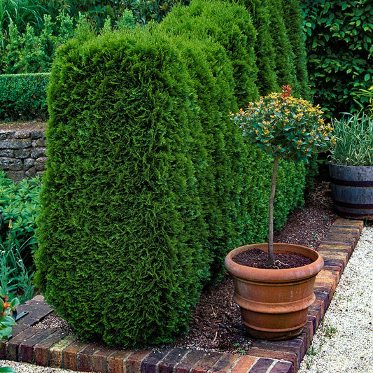Evergreen Conifer Plants, Thuja Smaragd, compact hedging, hardy, 10 x 9cm pots