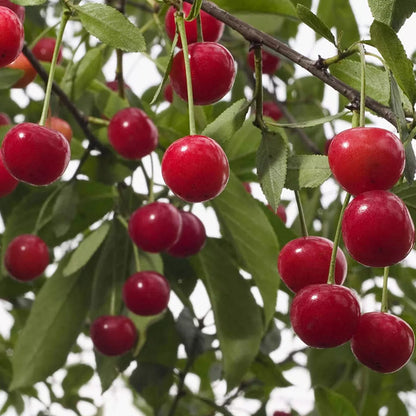 Patio Fruit Tree Collection | Various Fruits | Ideal for Small Gardens  | 2-3ft