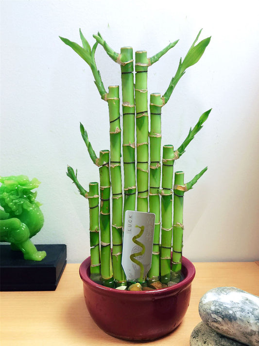 1 LUCKY BAMBOO RIBBON PLANT EVERGREEN INDOOR BONSAI IN CERAMIC POT FOR FENG SHUI