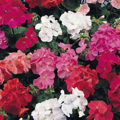 Perfect Plants - Geranium Plants Mixed Colours - 6 Pack Bedding Plants
