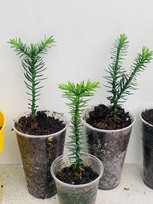 MONKEY PUZZLE (araucaria araucana) SEEDLINGS