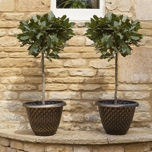 Pair of Bay Tree Standard Trees, 70-80cm Tall