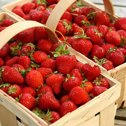 12 x Strawberry Cambridge Favourite Bare Roots - Grow Your Own Strawberries