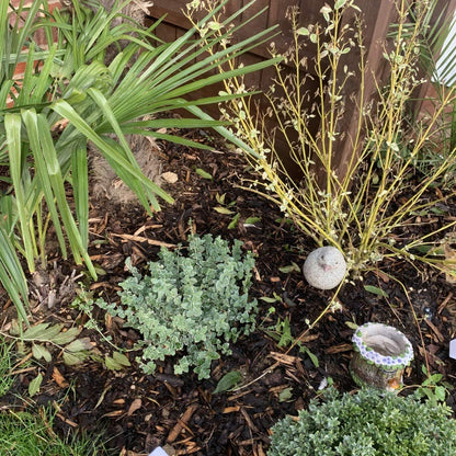 800L Decorative Garden Chip Bark Bale Ideal for Adding a Professional Touch to Beds Borders Containers and Ground