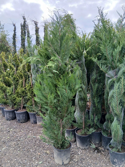 Leylandii Hedging Plants 20L Amazing Quality Quick Growing Approx 200cm