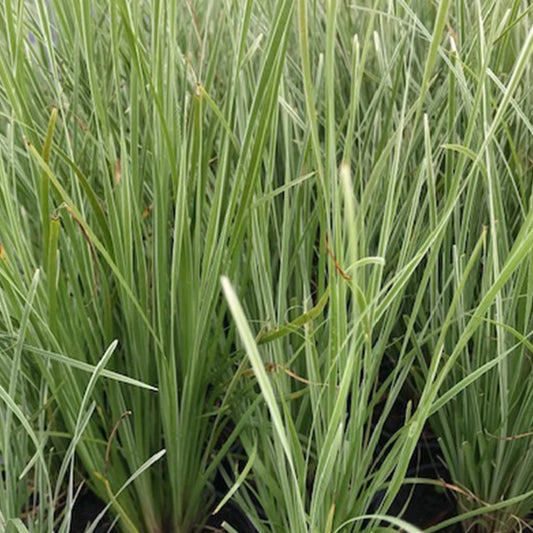 Lomandra Arctic Frost Basket Grass Herbaceous Perennial Outdoor Garden Shrub