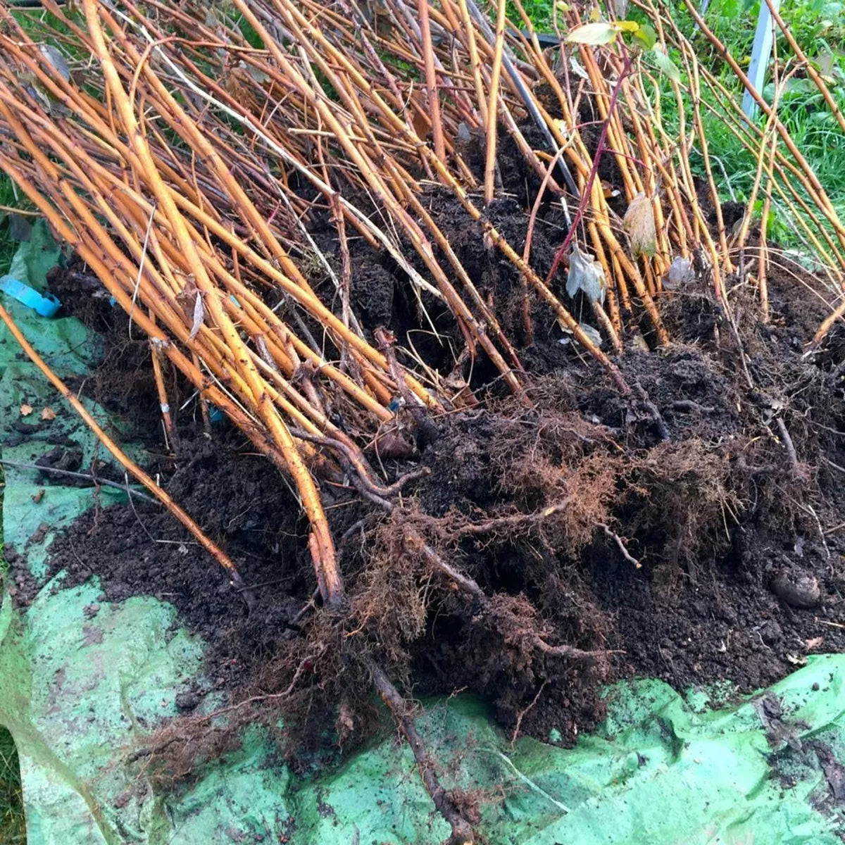 Raspberry Autumn Bliss Bare Root 10 x Canes - Grow Your Own Fresh Raspberries