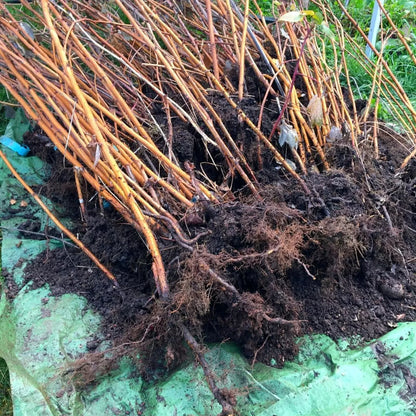Raspberry Autumn Bliss Bare Root 10 x Canes - Grow Your Own Fresh Raspberries