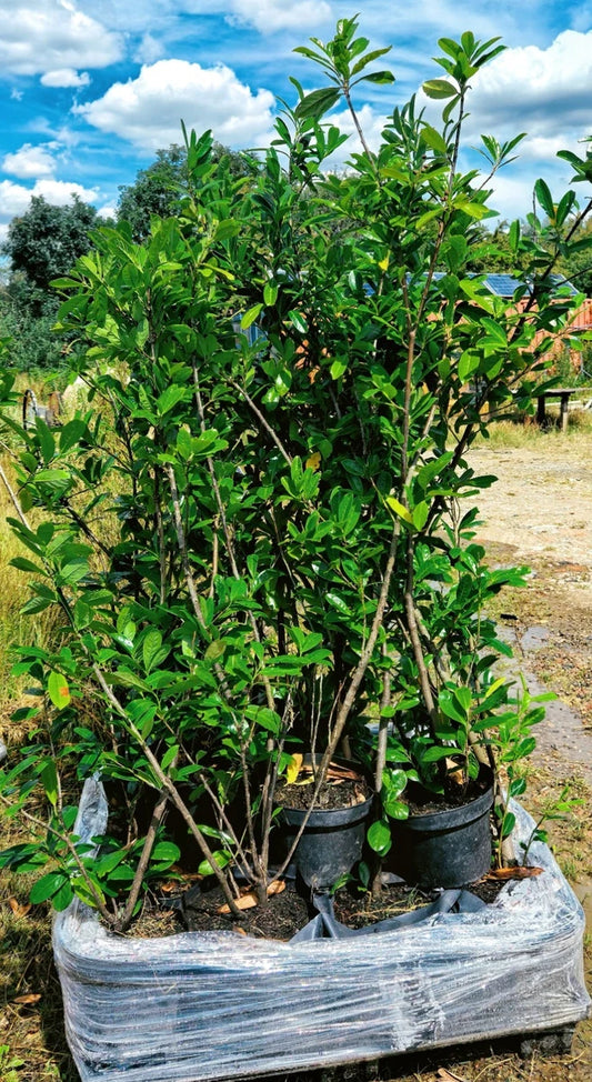 20 Cherry Laurel Hedging Plants, 10L Pots and 15L Bags  5-6FT 150-180cm