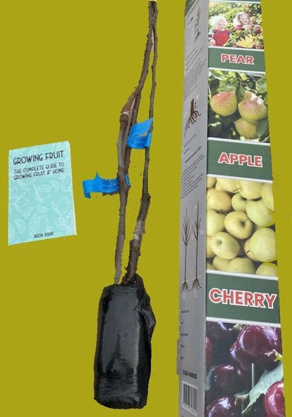 3 Pillar Fruit Trees Apple, Cherry & Pear Garden Patio Terraces