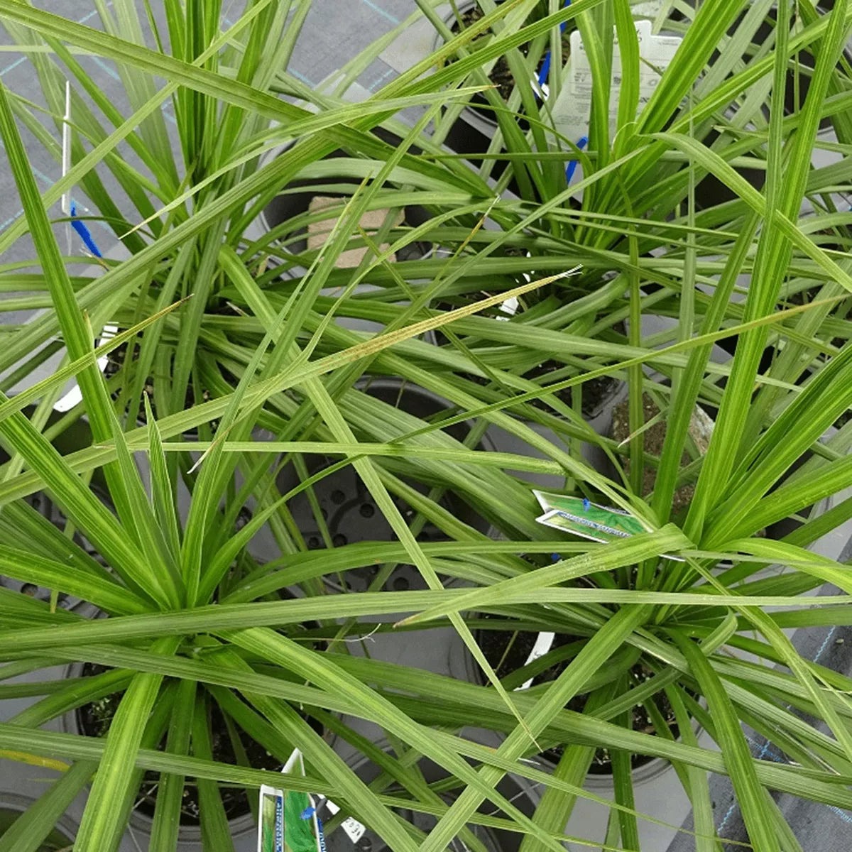 Cordyline Australis Atlantic Green - Cabbage Plant | Evergreen Outdoor Palm 9cm