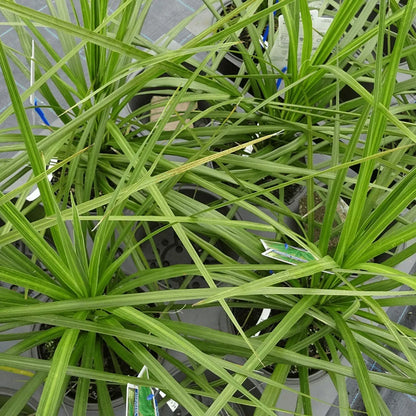 Cordyline Australis Atlantic Green - Cabbage Plant | Evergreen Outdoor Palm 9cm