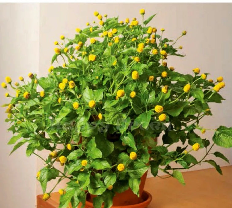 TOOTHACHE PLANT - 400 SEEDS - Spilanthes Oleracea - Perennial Flower Herb