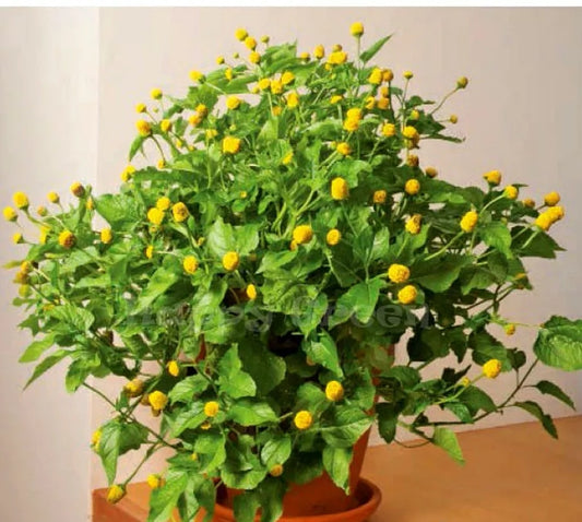 TOOTHACHE PLANT - 400 SEEDS - Spilanthes Oleracea - Perennial Flower Herb