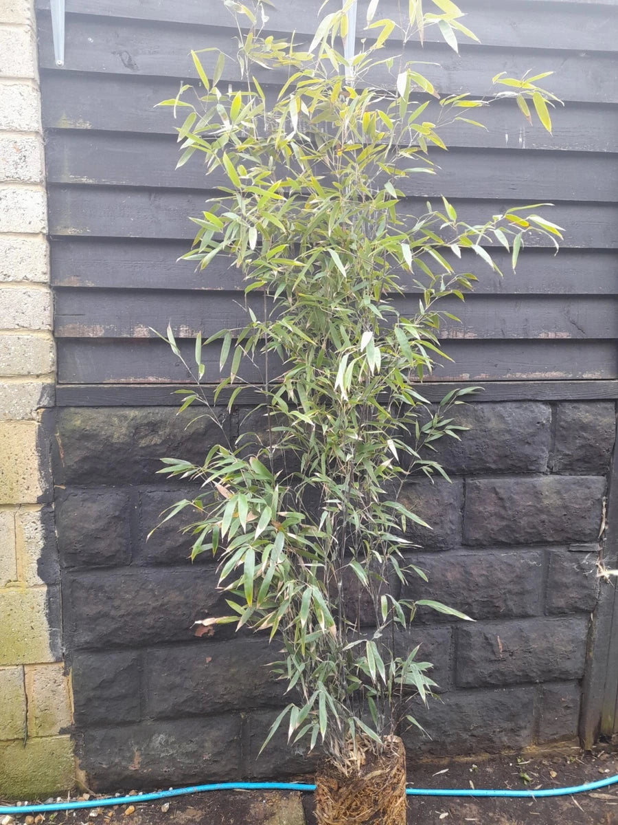 Phyllostachys Nigra Black Stem Bamboo JUMBO  Clump multiple Stems 5-6ft tall