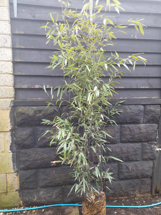 Phyllostachys Nigra Black Stem Bamboo JUMBO  Clump multiple Stems 5-6ft tall