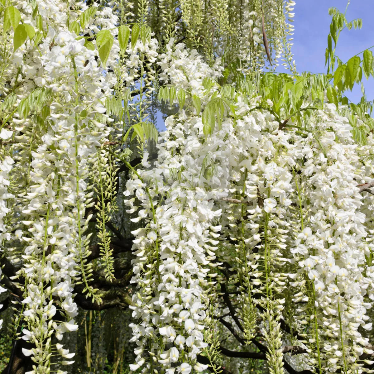 Wisteria Alba | White Flowering Deciduous Hardy Climbing Garden Shrub Plant