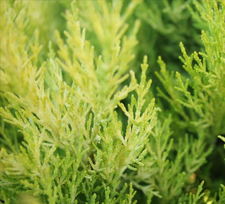Pair Of Dwarf Conifer Cupressus 'Wilma' Goldcrest Lemon Cypress | Pot Plants