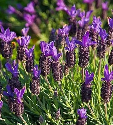 8x French lavender Plug Plants