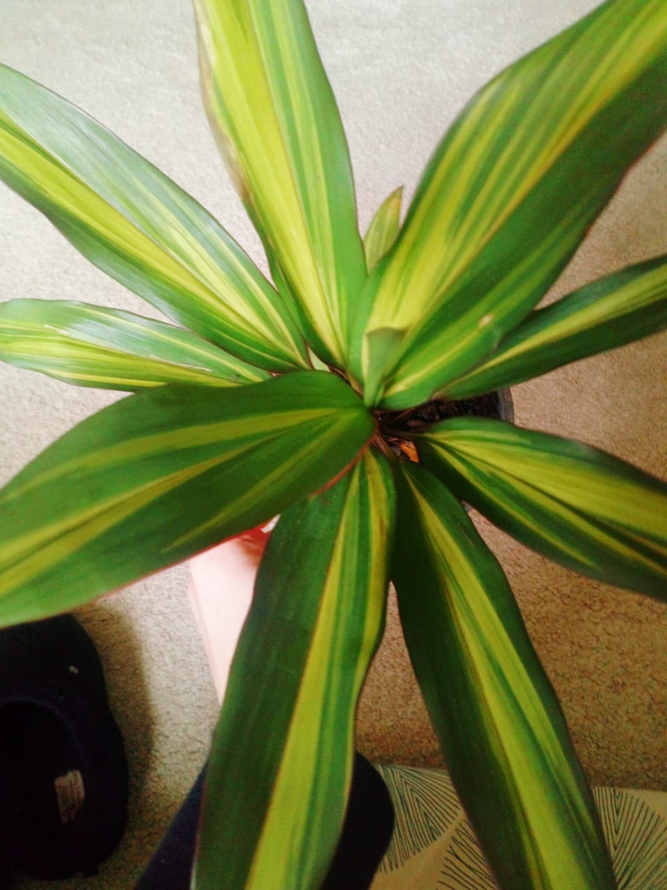 Cordyline Kiwi - Ti Indoor Plants | Colourful 30-40cm Potted Plant