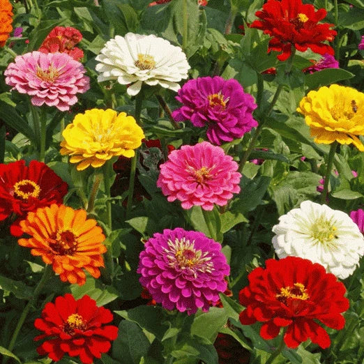 100 x ZINNIA ELEGANS California Giant Mix Seeds