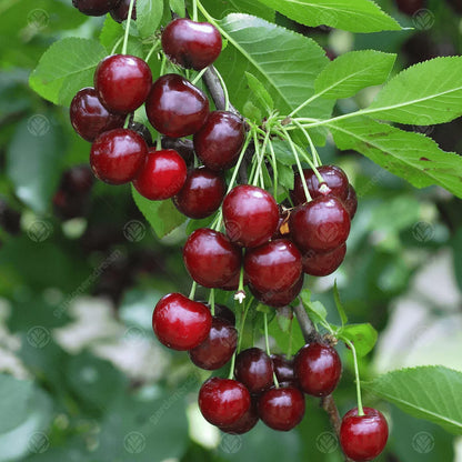 Patio Fruit Tree Collection | Various Fruits | Ideal for Small Gardens  | 2-3ft