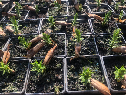 Monkey Puzzle Tree Seedlings Collection, Single Plant, 7cm pots