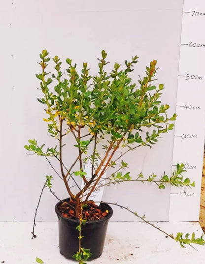 Garden Shrub Pack – 10 mature shrubs in 2-3 litre pots