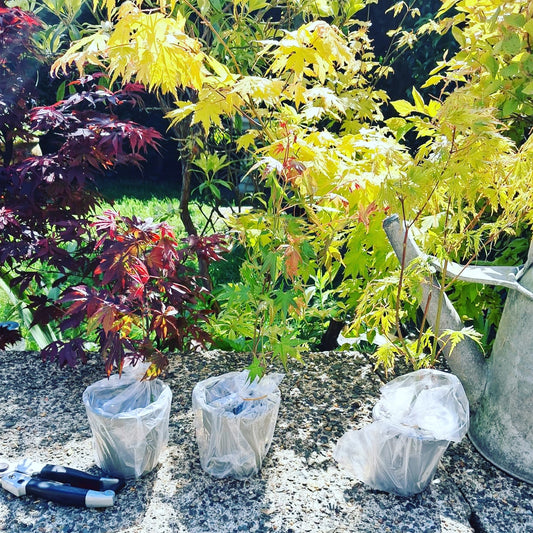 3 x Acer Plant Collection - 11cm Pots - Vars Like Atropurpureum - Orange Dream