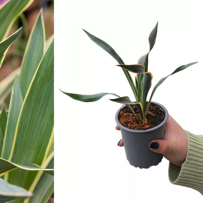 Yucca Variegata - Variegated Spanish Dagger | Evergreen Potted Grassy Shrub
