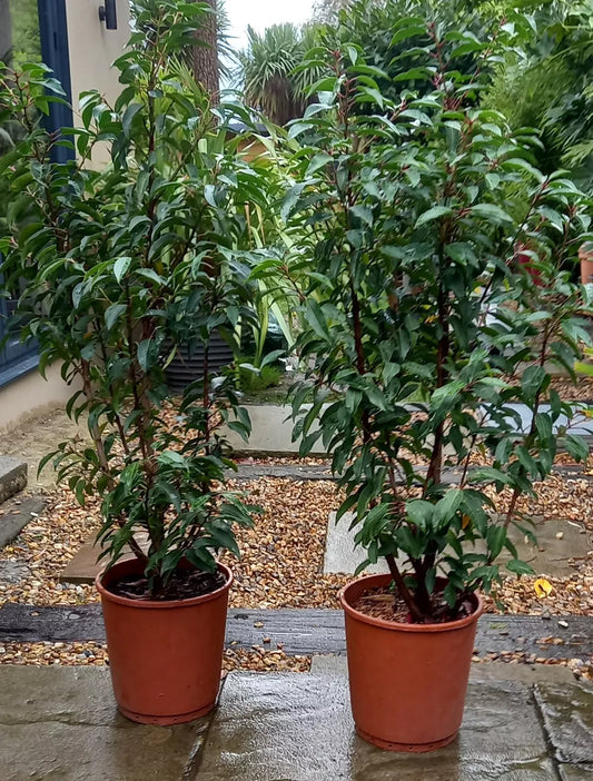 Portuguese Laurels x 1 Evergreen Shrubs Prunus Lustitanica both 4ft, In Pots.
